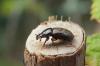 Nimbus contaminatus